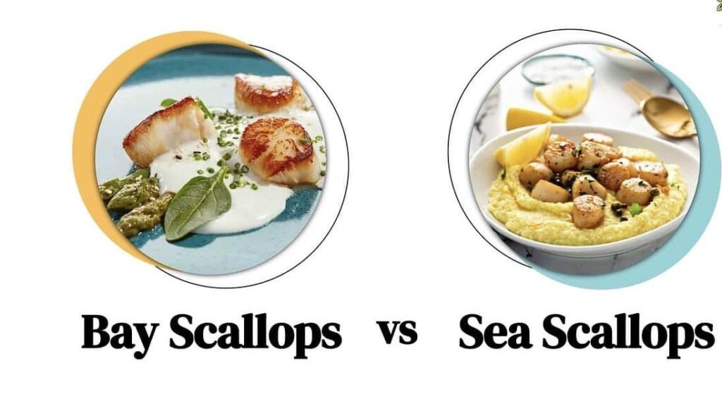 Sea Scallops vs Bay Scallops