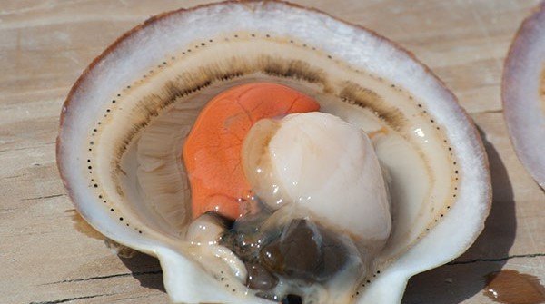What Are Scallops