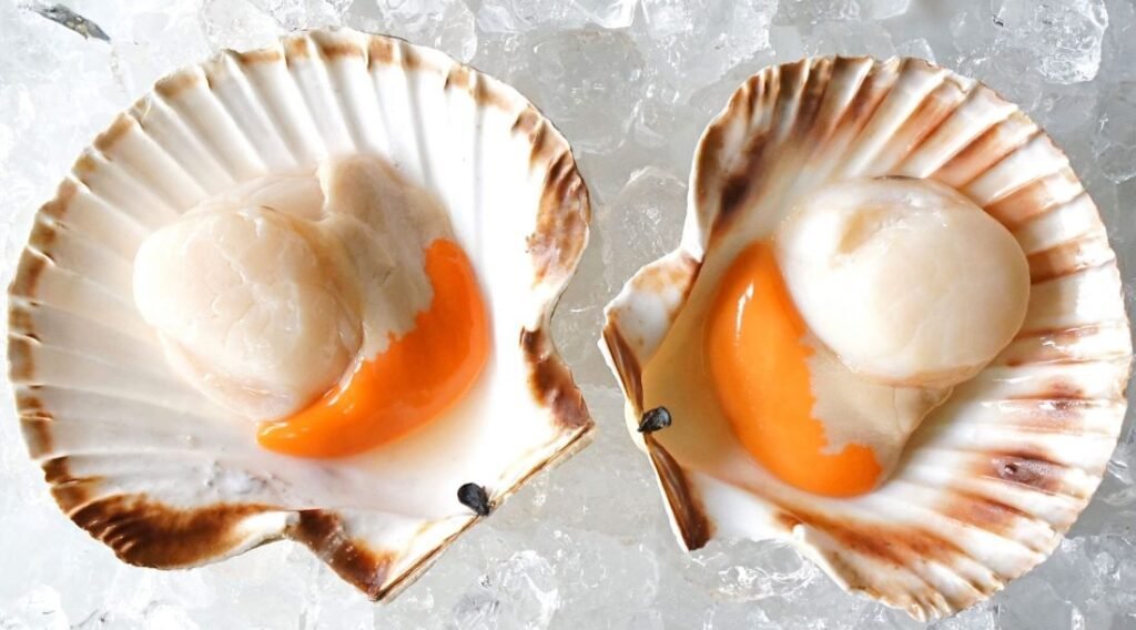 What Are Scallops?