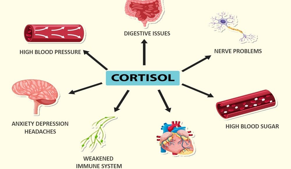What Is Cortisol